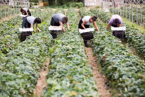 受疫情影響,英國8萬億元農產品陷危機 40億顆草莓1.7億只蘋果