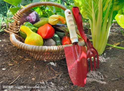 工具和蔬菜在花園里tools and vegetables in garden photo