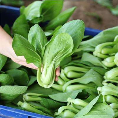 平湖飯?zhí)檬巢呐渌头?wù)公司 構(gòu)建從農(nóng)田到工廠(chǎng)食堂的高效供給鏈